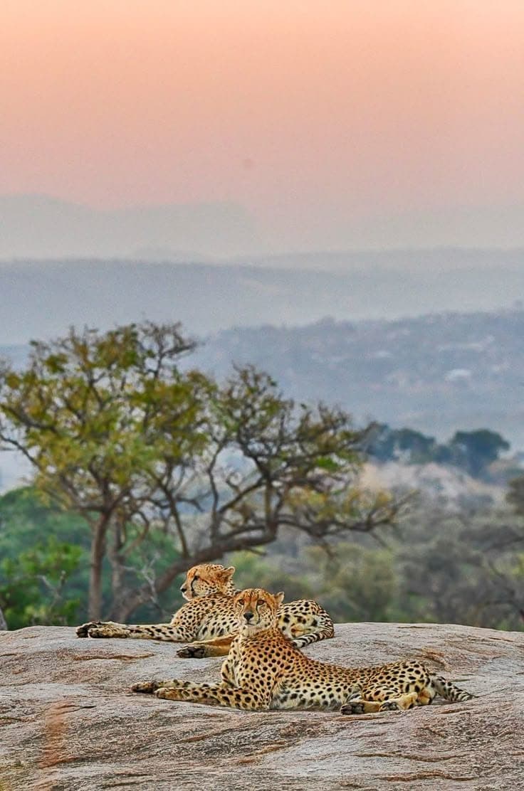 Mikumi safari photo