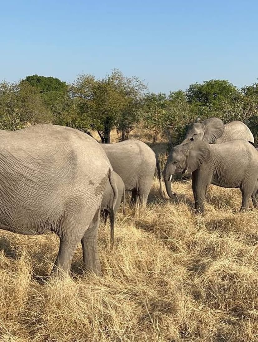 Nyerere safari photo