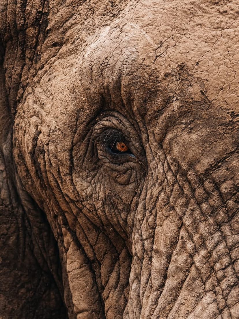 Nyerere safari photo