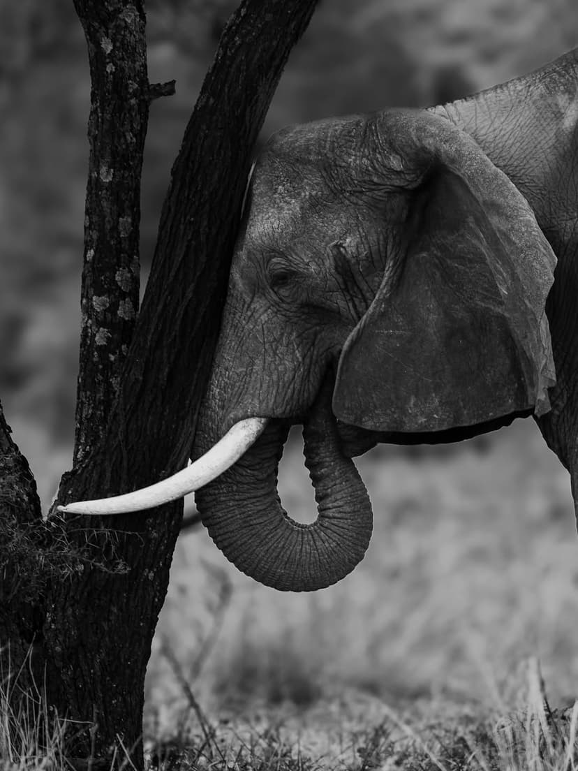 Nyerere safari photo