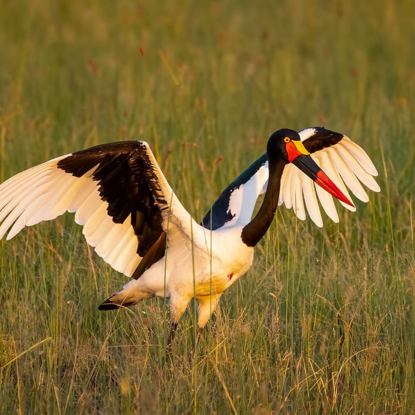 Nyerere safari photo