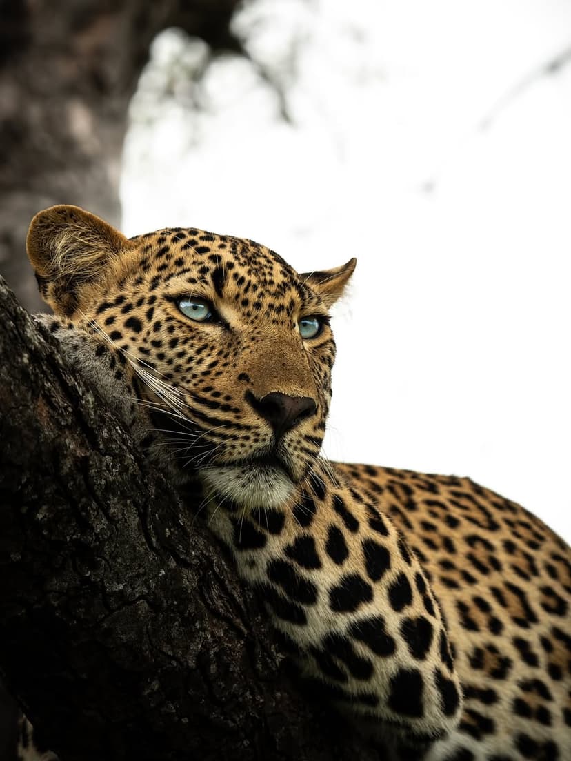 Nyerere safari photo