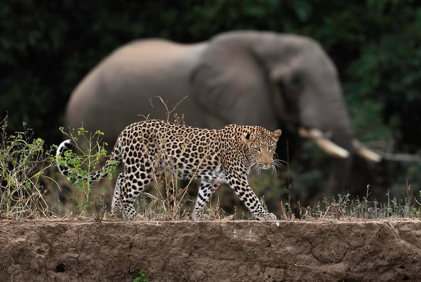 Nyerere safari photo