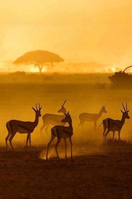 Nyerere safari photo