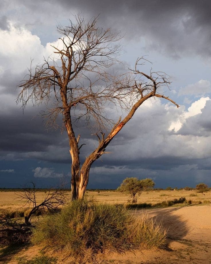 Ruaha National Park