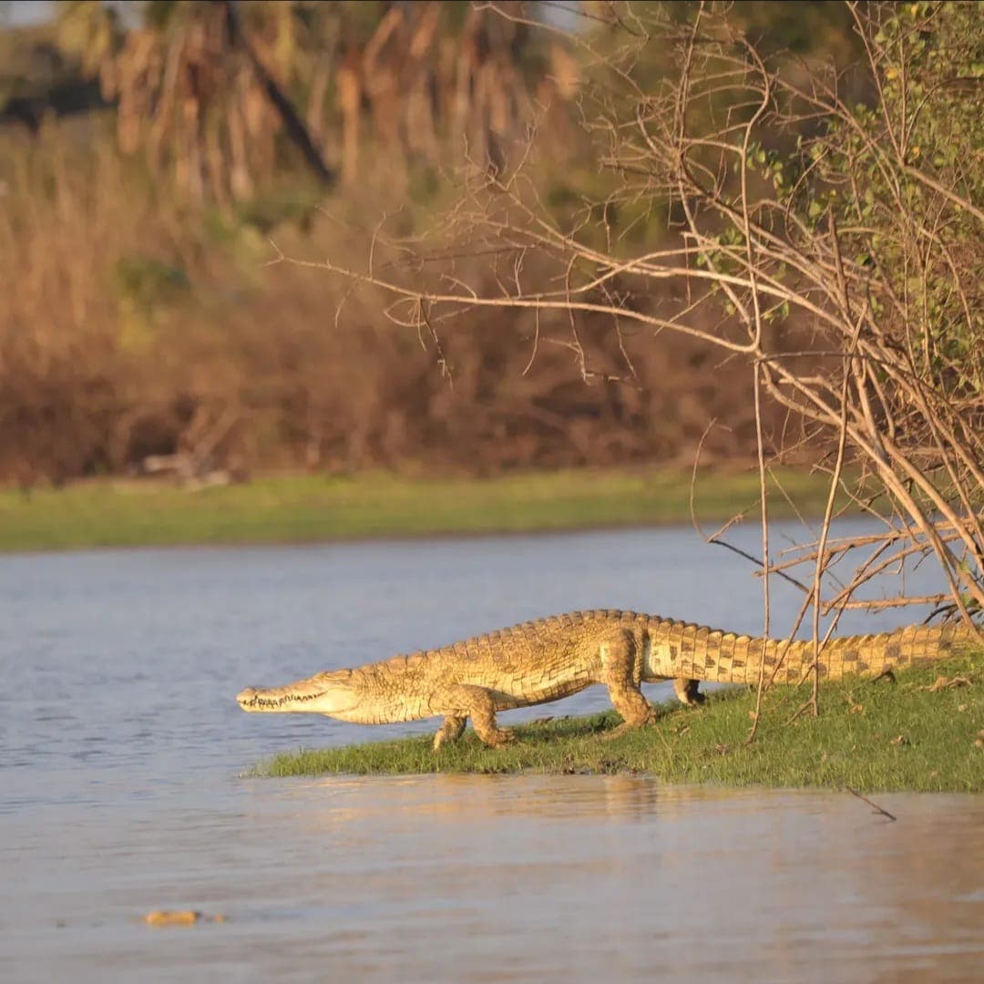 Safari packages