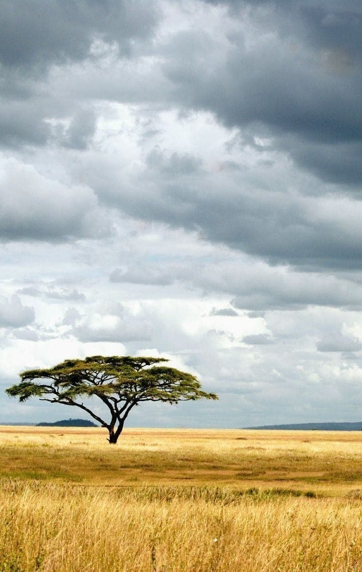 Wildlife Photography Safari
